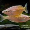 Sorong-Regenbogenfisch, Melanotaenia Fredericki Wild, 5 Tiere