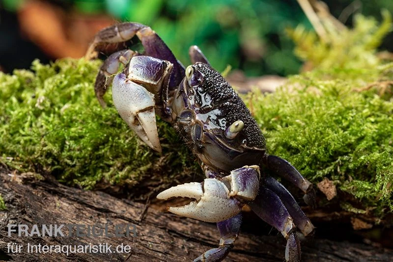 Spider Crab Sp. Blue, Neosarmatium Rotundifrons 6 Spider Crab Sp. Blue, Neosarmatium Rotundifrons – Bild 6