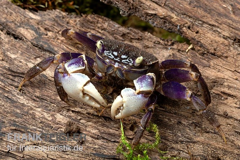 Spider Crab Sp. Blue, Neosarmatium Rotundifrons 2 Spider Crab Sp. Blue, Neosarmatium Rotundifrons – Bild 2