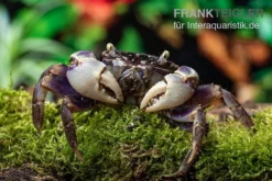 Spider Crab Sp. Blue, Neosarmatium Rotundifrons 9 Spider Crab Sp. Blue, Neosarmatium Rotundifrons -Huisdierbenodigdheden Serie Spider Crab Blue 9