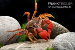 Spider Crab Sp. Extreme Red, Neosarmatium Cf. Meinerti -Huisdierbenodigdheden Serie Spider Crab Red 12