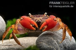 Spider Crab Sp. Extreme Red, Neosarmatium Cf. Meinerti -Huisdierbenodigdheden Serie Spider Crab Red 14