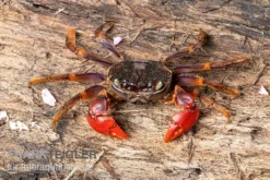 Spider Crab Sp. Extreme Red, Neosarmatium Cf. Meinerti -Huisdierbenodigdheden Serie Spider Crab Red 3