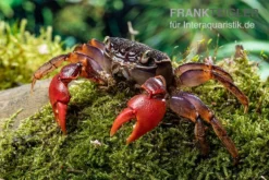 Spider Crab Sp. Extreme Red, Neosarmatium Cf. Meinerti -Huisdierbenodigdheden Serie Spider Crab Red 5