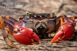 Spider Crab Sp. Extreme Red, Neosarmatium Cf. Meinerti -Huisdierbenodigdheden Serie Spider Crab Red 7