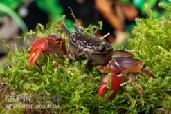 Spider Crab Sp. Extreme Red, Neosarmatium Cf. Meinerti -Huisdierbenodigdheden Serie Spider Crab Red 8