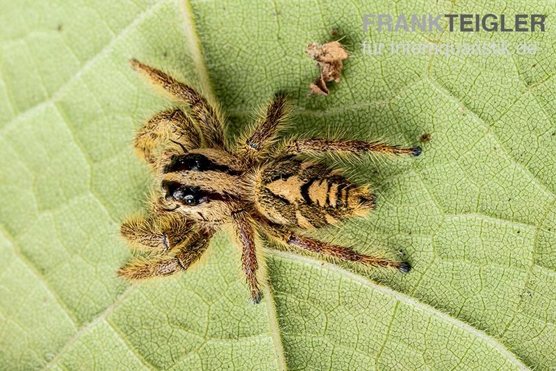 Springspinne, Hyllus Diardi 2 Springspinne, Hyllus Diardi – Bild 2