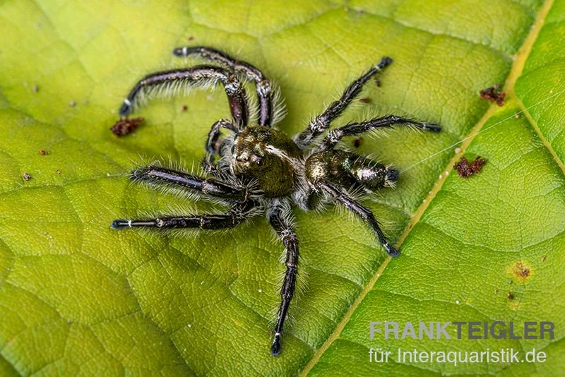 Springspinne, Hyllus Diardi 3 Springspinne, Hyllus Diardi – Bild 3