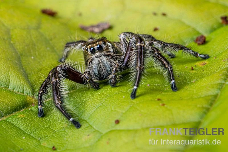 Springspinne, Hyllus Diardi 4 Springspinne, Hyllus Diardi – Bild 4