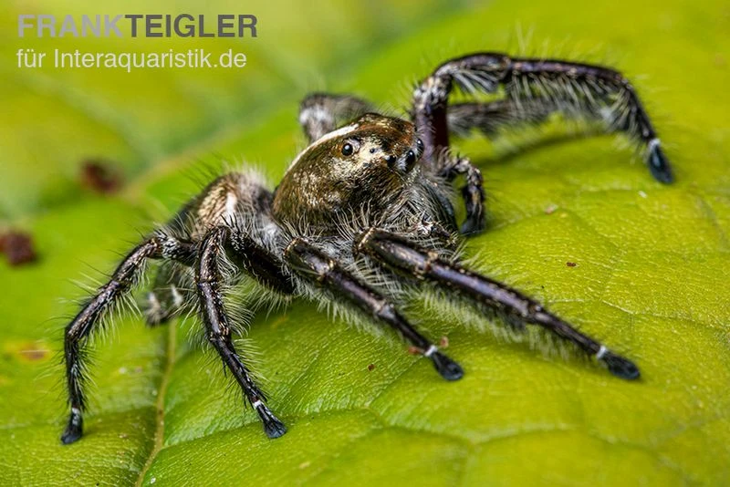 Springspinne, Hyllus Diardi 5 Springspinne, Hyllus Diardi – Bild 5