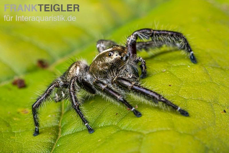 Springspinne, Hyllus Diardi 6 Springspinne, Hyllus Diardi – Bild 6