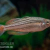 Starche-Creek-Regenbogenfisch, Melanotaenia Maccullochi "Starche Creek", 5 Tiere