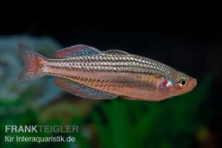 Starche-Creek-Regenbogenfisch, Melanotaenia Maccullochi "Starche Creek", 5 Tiere -Huisdierbenodigdheden Serie Starche Creek Regenbogenfisch Melanotaenia maccullochi Starche Creek 3