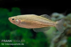 Starche-Creek-Regenbogenfisch, Melanotaenia Maccullochi "Starche Creek", 5 Tiere -Huisdierbenodigdheden Serie Starche Creek Regenbogenfisch Melanotaenia maccullochi Starche Creek 4