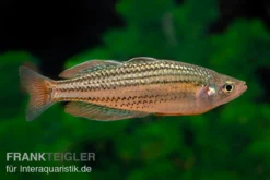 Starche-Creek-Regenbogenfisch, Melanotaenia Maccullochi "Starche Creek", 5 Tiere -Huisdierbenodigdheden Serie Starche Creek Regenbogenfisch Melanotaenia maccullochi Starche Creek 5