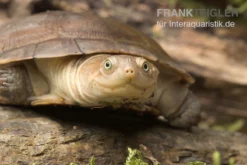 Starrbrust-Pelomeduse, Pelomedusa Subrufa -Huisdierbenodigdheden Serie Starrbrust Pelomeduse Pelomedusa subrufa 3