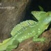 Stirnlappenbasilisk, Basiliscus Plumifrons