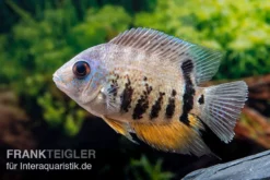 Streifen-Augenfleckbuntbarsch, Heros Notatus