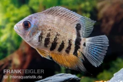 Streifen-Augenfleckbuntbarsch, Heros Notatus -Huisdierbenodigdheden Serie Streifen Augenfleckbuntbarsch Heros notatus 3