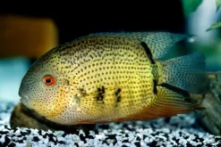 Streifen-Augenfleckbuntbarsch, Heros Notatus -Huisdierbenodigdheden Serie Streifen Augenfleckbuntbarsch Heros notatus neu