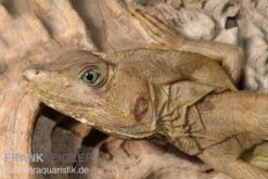 Streifenbasilisk, Basiliscus Vittatus -Huisdierbenodigdheden Serie Streifenbasilisk Basiliscus vittatus 1