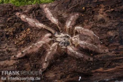 Leopardvogelspinne, Stromatopelma Calceatum XL -Huisdierbenodigdheden Serie Stromatopelma calceatum 1