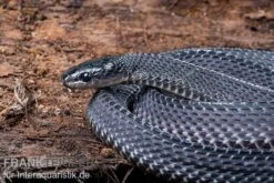 Südliche Feilennatter, Mehelya Capensis -Huisdierbenodigdheden Serie Suedliche Feilennatter Mehelya capensis 5