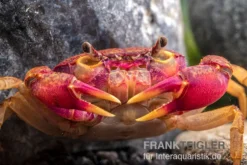 Lila Süßwasserkrabbe, Globithelphusa "indian Lilac" 15 Lila Süßwasserkrabbe, Globithelphusa "indian Lilac" -Huisdierbenodigdheden Serie Suesswasserkrabbe Globithelphusa indian lilac n3