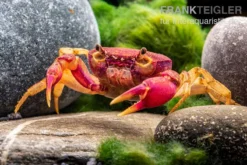 Lila Süßwasserkrabbe, Globithelphusa "indian Lilac" 12 Lila Süßwasserkrabbe, Globithelphusa "indian Lilac" -Huisdierbenodigdheden Serie Suesswasserkrabbe Globithelphusa indian lilac n4