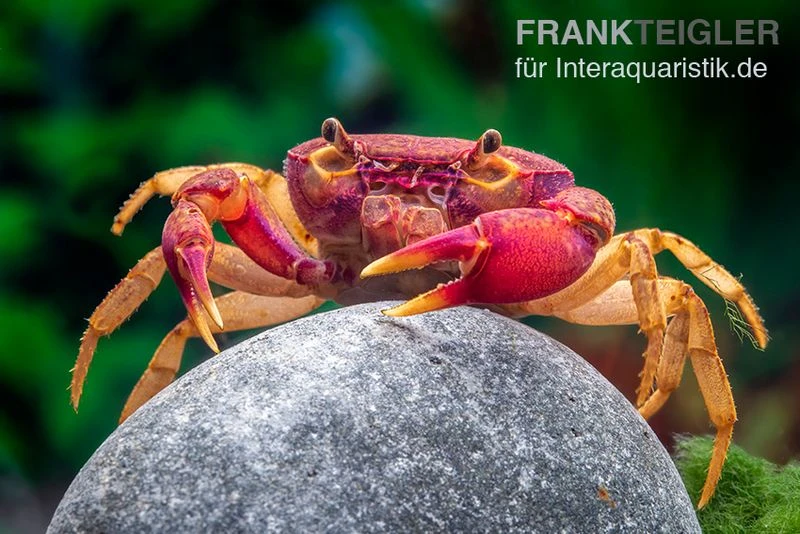 Lila Süßwasserkrabbe, Globithelphusa "indian Lilac" 7 Lila Süßwasserkrabbe, Globithelphusa "indian Lilac" – Bild 7