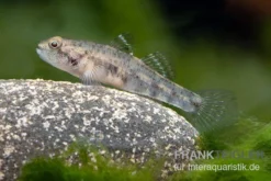 Sumatra Grundel, Mugilogobius Sp Sumatra, 5er Gruppe -Huisdierbenodigdheden Serie Sumatra Grundel Mugilogobius sp Sumatra