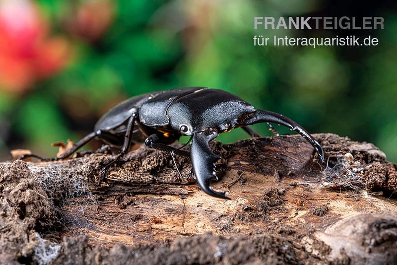 Sumatra-Panzerkopfkäfer, Dorcus Titanus Sumatra 1 Sumatra-Panzerkopfkäfer, Dorcus Titanus Sumatra
