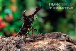 Huisdierbenodigdheden Serie -Huisdierbenodigdheden Serie Sumatra Panzerkopfkaefer Dorcus titanus sumatra 2