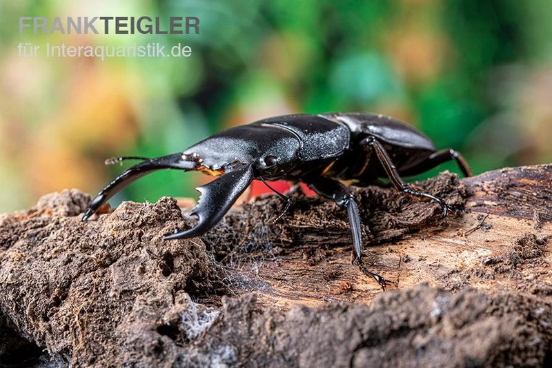 Sumatra-Panzerkopfkäfer, Dorcus Titanus Sumatra 3 Sumatra-Panzerkopfkäfer, Dorcus Titanus Sumatra – Bild 3