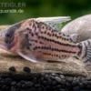 Super-Schwartz Panzerwels, Corydoras Sp. „Super Schwartzi Highfin“ CW 28