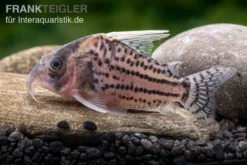 Super-Schwartz Panzerwels, Corydoras Sp. „Super Schwartzi Highfin“ CW 28