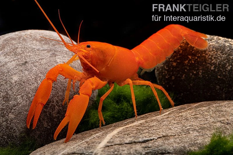 Superorangener Aprikosenkrebs, Cherax Cf. Holthuisi 1 Superorangener Aprikosenkrebs, Cherax Cf. Holthuisi