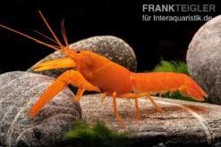 Superorangener Aprikosenkrebs, Cherax Cf. Holthuisi 9 Superorangener Aprikosenkrebs, Cherax Cf. Holthuisi -Huisdierbenodigdheden Serie Superorangener Aprikosenkrebs Cherax cf holthuisi 03