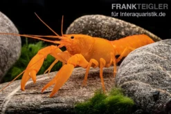 Superorangener Aprikosenkrebs, Cherax Cf. Holthuisi 13 Superorangener Aprikosenkrebs, Cherax Cf. Holthuisi -Huisdierbenodigdheden Serie Superorangener Aprikosenkrebs Cherax cf holthuisi 07