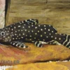 Perlhuhnwels, Synodontis Angelicus