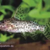 Schwarzer Fiederbartwels, Synodontis Nigrita