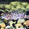 Kamerun-Fiederbartwels, Synodontis Velifer