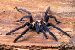Tarantula, Ornithoctonus Sp. "Thailand" XL -Huisdierbenodigdheden Serie Tarantula Ornithoctonus sp Thailand 3