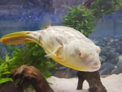 Nilkugelfisch, Tetraodon Fahaka (lineatus) -Huisdierbenodigdheden Serie Tetraodon fahaka 1