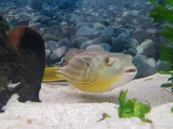 Nilkugelfisch, Tetraodon Fahaka (lineatus) -Huisdierbenodigdheden Serie Tetraodon fahaka 3