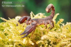 Thailand Zwergskorpion, Chaerilus Sp. Thailand -Huisdierbenodigdheden Serie Thailand Zwergskorpion Chaerilus sp Thailand 3