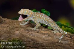 Tokeh, Gekko Gecko -Huisdierbenodigdheden Serie Tokeh Gekko gecko 3