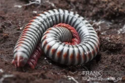 Regenbogentausendfüßer, Tonkinbolus Dollfusi -Huisdierbenodigdheden Serie Tonkinbolus dollfusi 11