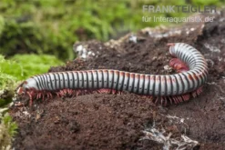 Regenbogentausendfüßer, Tonkinbolus Dollfusi -Huisdierbenodigdheden Serie Tonkinbolus dollfusi 16