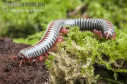 Regenbogentausendfüßer, Tonkinbolus Dollfusi -Huisdierbenodigdheden Serie Tonkinbolus dollfusi 19